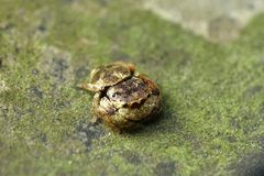 Simaethina