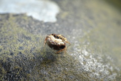 Simaethina
