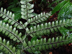 Arachniodes rhomboidea