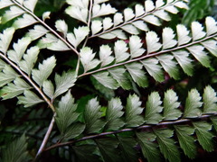 Arachniodes rhomboidea