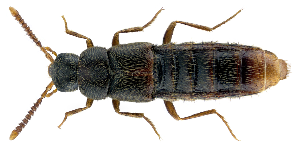 Rove beetle
