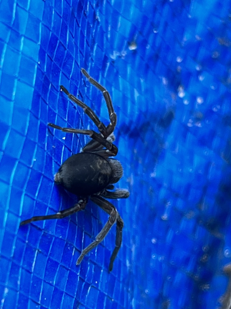 black-laceweaver-from-the-maryland-zoo-baltimore-md-us-on-august-10