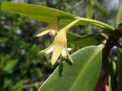 Rhizophora mangle