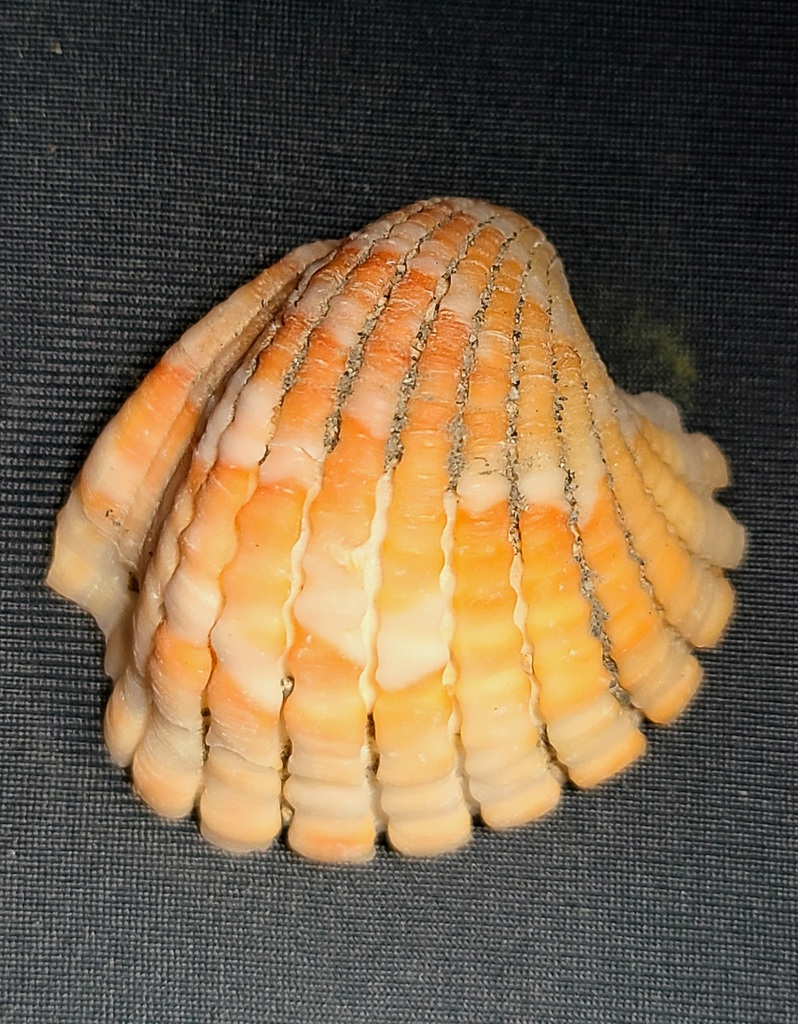 Cardites crassicostatus
