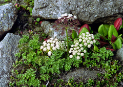 Kitagawia eryngiifolia