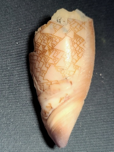 Oliva porphyria, 2023-08-10