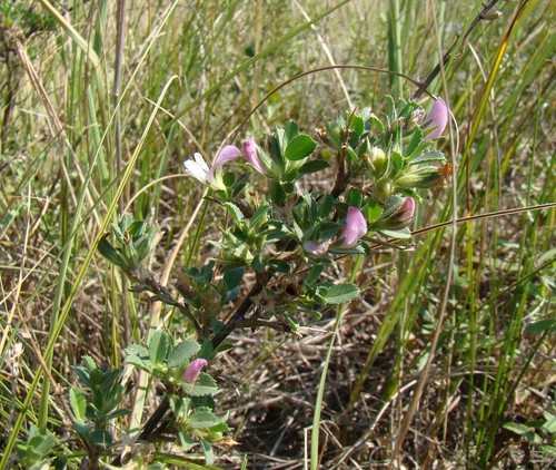 Field restharrow (Ononis arvensis)