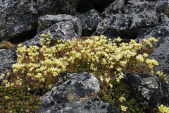 Saxifraga bronchialis funstonii