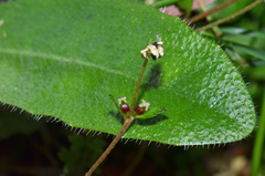 Gonocarpus aggregatus