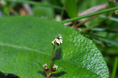 Gonocarpus aggregatus