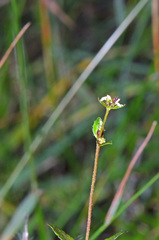 Gonocarpus aggregatus