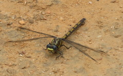 Ceratogomphus triceraticus