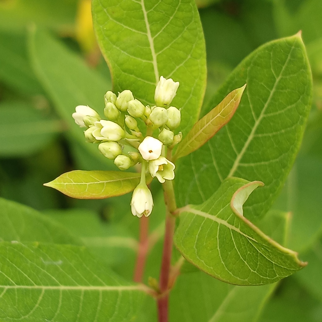 hemp dogbane from Wicomico County, MD, USA on August 10, 2023 at 12:26 ...