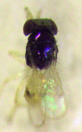 Thripobius javae