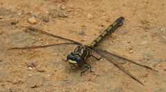 Ceratogomphus triceraticus