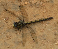 Ceratogomphus triceraticus