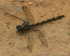 Ceratogomphus triceraticus