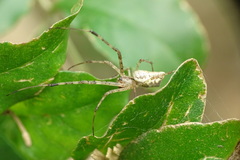 Tylorida