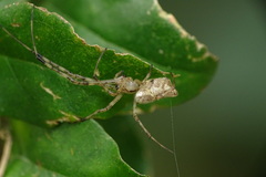 Tylorida