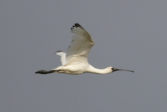 Black-Faced Spoonbill photo 4