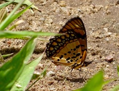Byblia anvatara