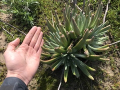 Dudleya virens insularis