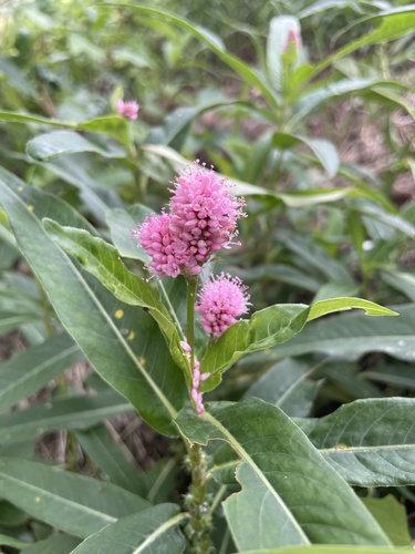 water smartweed