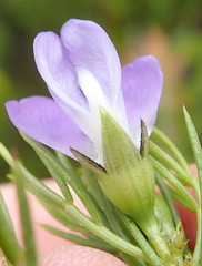 Psoralea azuroides