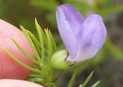 Psoralea azuroides