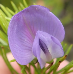 Psoralea azuroides