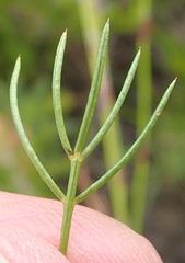 Psoralea azuroides