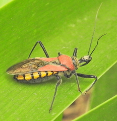 Rhynocoris segmentarius