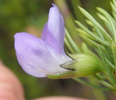 Psoralea azuroides