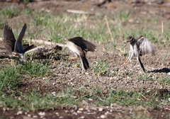 Mirafra javanica