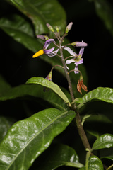 Solanum bahamense