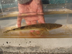 Platycephalus cultellatus