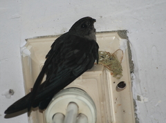 Collocalia esculenta