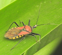 Rhynocoris segmentarius