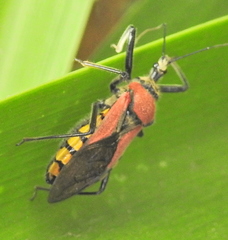 Rhynocoris segmentarius
