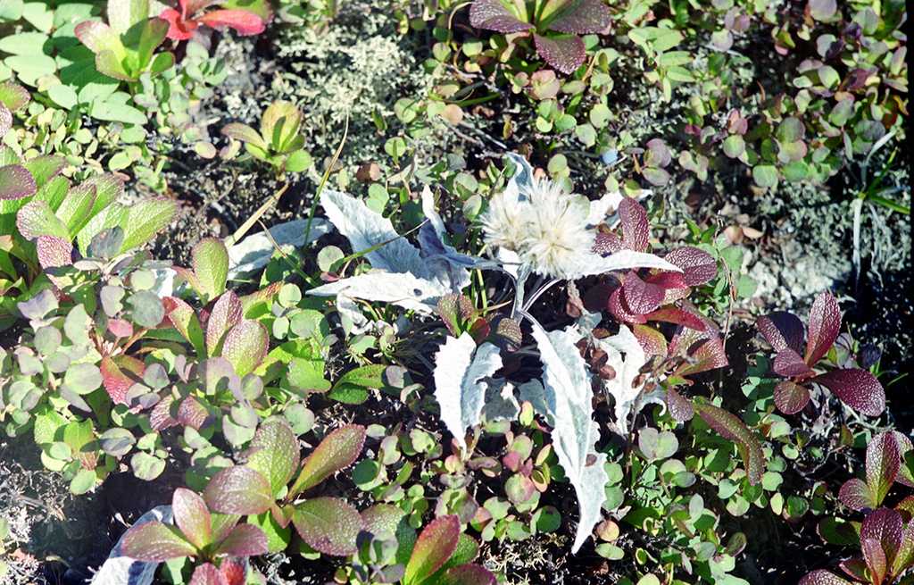 Saussurea vyschinii