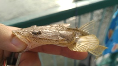 Platycephalus cultellatus