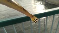 Platycephalus cultellatus