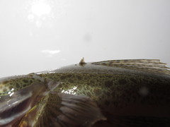 Platycephalus cultellatus