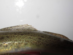 Platycephalus cultellatus