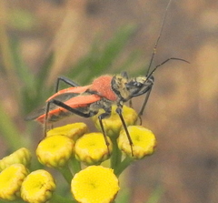 Rhynocoris segmentarius