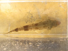 Platycephalus cultellatus