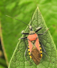Rhynocoris segmentarius