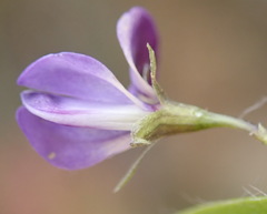 Psoralea plauta