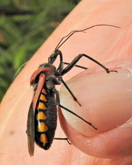 Rhynocoris segmentarius
