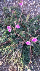 Erodium acaule